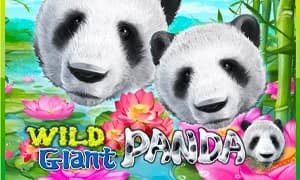 Wild Giant Panda